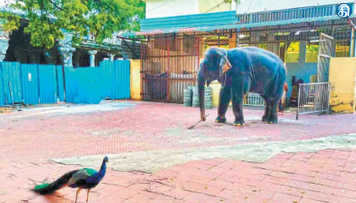 திருச்செந்தூர் சுப்பிரமணிய சுவாமி கோயிலில் குடிலில் இருந்து வெளியே வந்த தெய்வானை யானை ஜாலி உலா