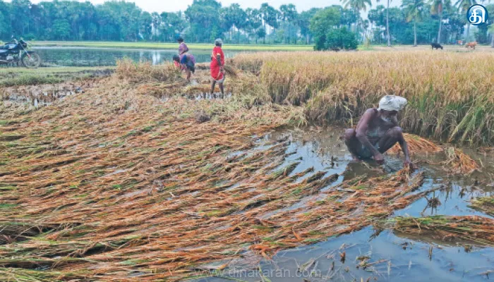 கூலி ஆட்கள் கிடைக்காமல் அவதி வெள்ளத்தில் மூழ்கிய நெற்பயிர்களை அறுவடை செய்ய முடியாமல் தவிப்பு