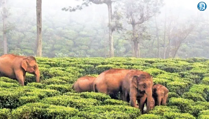 குன்னூர் அருகே பரபரப்பு கிராம குடியிருப்பு பகுதிக்குள் நுழைய முயன்ற யானை கூட்டம்