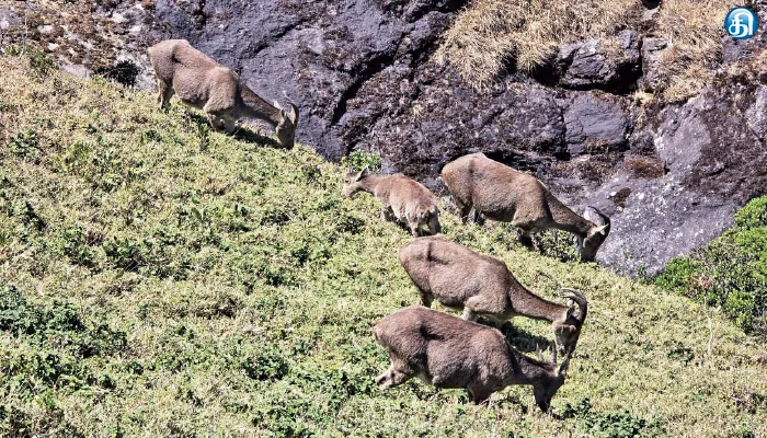 முக்கூருத்தி தேசிய பூங்காவில் வரையாடுக்கு ரேடியோ காலர் பொருத்தும் பணி நிறுத்தம்