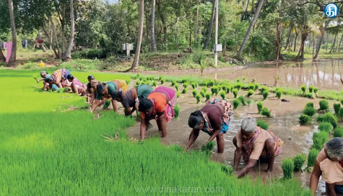 போச்சம்பள்ளி தாலுகாவில் இரண்டாம் போக நெல் நடவு பணியில் விவசாயிகள் தீவிரம்