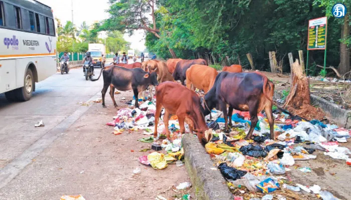 மறைமலை நகர் நகராட்சி பகுதியில் சாலையில் திரியும் மாடுகளால் விபத்து அபாயம்