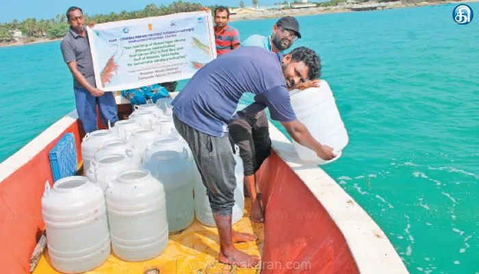 மண்டபம் அருகே கடலில் விடப்பட்ட 2.1 மில்லியன் இறால் குஞ்சுகள்