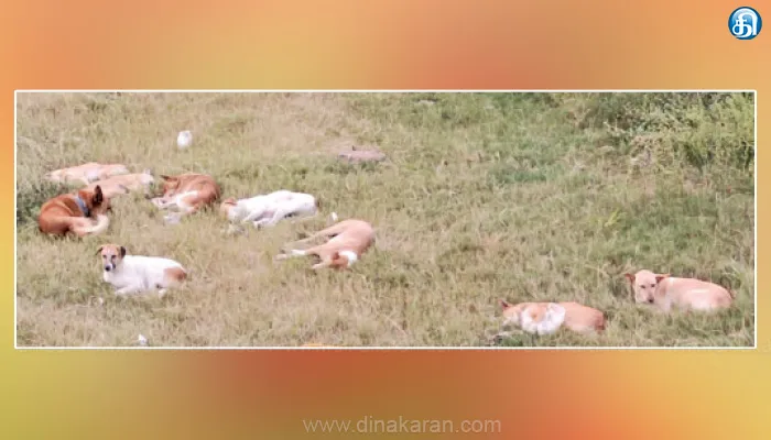 ஓசூர் பகுதியில் நாய் தொல்லை இரவு நேர வேலைக்கு செல்லும் தொழிலாளர்கள் கடும் அவதி