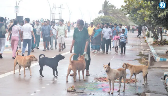 கடற்கரையில் சுற்றுலா பயணிகளை அச்சுறுத்தும் தெருநாய்கள்