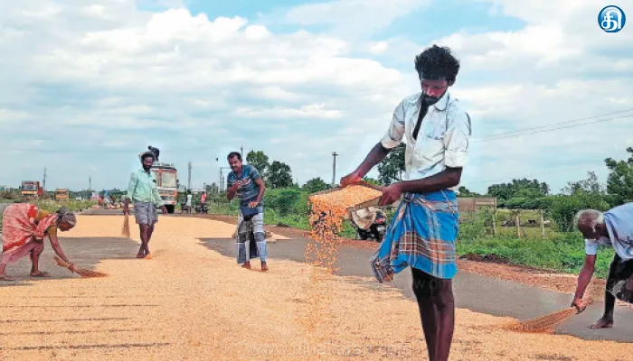 தஞ்சாவூர் அருகே அறுவடை செய்யப்பட்ட மக்காச்சோளம் காயவைக்கும் பணியில் விவசாயிகள் மும்முரம்