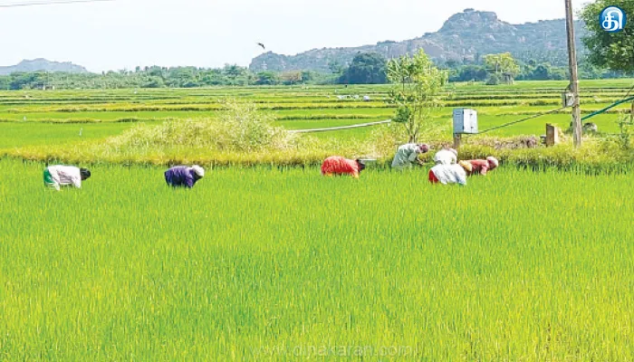 ஆண்டிபட்டி பகுதியில் ஆற்றங்கரையோர கிராமங்களுக்கு கை கொடுக்கும் கிணற்றுப் பாசனம்