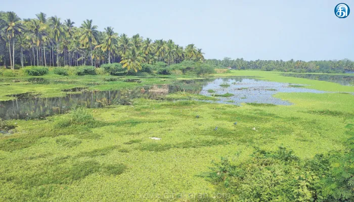 துர்நாற்றம், கொசு உற்பத்தியை தடுக்க கிருஷ்ணா குளத்தில் கலக்கும் கழிவுநீரை சுத்திகரிக்க வேண்டும்