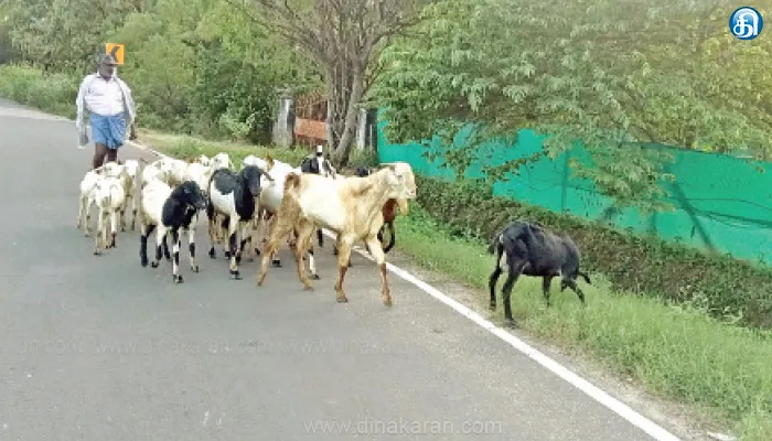 வடகிழக்கு பருவமழையால் ஆடு, மாடுகளுக்கு பசுந்தீவனத்திற்கு பஞ்சமில்லை