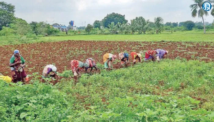 தோகைமலை ஒன்றிய பகுதிகளில் பருத்தி சாகுபடியில் கூடுதல் மகசூல் பெறலாம்