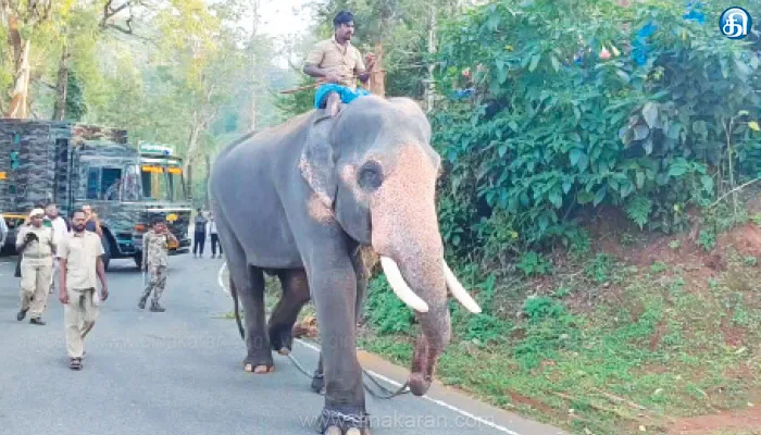 25 வீடுகளை உடைத்து சூறையாடிய ‘புல்லட்’ யானையை வனத்திற்குள் விரட்டும் பணி: 2 கும்கிகள் உதவியுடன் 50 வனத்துறையினர் மும்முரம்