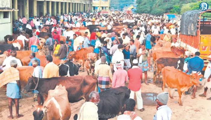 வாணியம்பாடி வாரச்சந்தையில் ரூ.10 லட்சத்திற்கு மாடுகள் விற்பனை