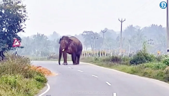 கெலமங்கலம் பகுதியில் யானைகள் அட்டகாசம்: சேதமான பயிர்களுக்கு இழப்பீடு வழங்க கோரிக்கை