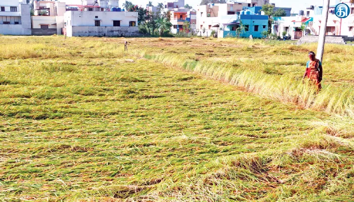 சேலத்தில் பெய்த கனமழையால் சாய்ந்து வீணாகிப்போன நெற்பயிர்கள்