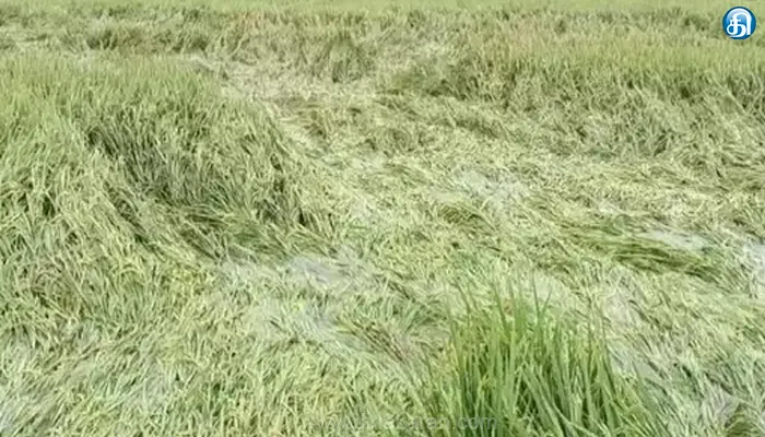 கால்வாயில் உடைப்பு: 2,000 ஏக்கர் பயிர்கள் சேதம்