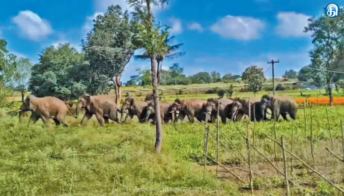 ரப்பர் குண்டுகளால் சுட்டு தமிழக வனப்பகுதிக்கு யானைகளை விரட்டிவிடும் கர்நாடக வனத்துறை: பயிர்களை நாசப்படுத்துவதாக விவசாயிகள் குற்றச்சாட்டு