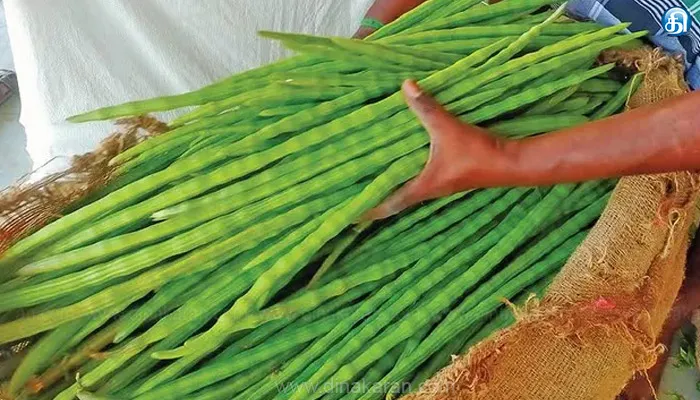 முருங்கைக்காய் விலை மீண்டும் உயர்வு!
