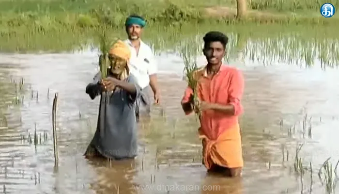 சிவகங்கை மாவட்டம் சிங்கம்புணரி அருகே புதுக்கண்மாய் கரை உடைந்து 250 ஏக்கர் நெற்பயிர் நீரில் மூழ்கியது: விவசாயிகள் கவலை
