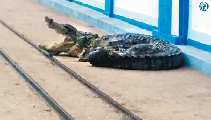 சாத்தனூர் அணையில் இருந்து வெளியேறிய மேலும் ஒரு ராட்சத முதலை: பொதுமக்கள், சுற்றுலா பயணிகள் அச்சம்