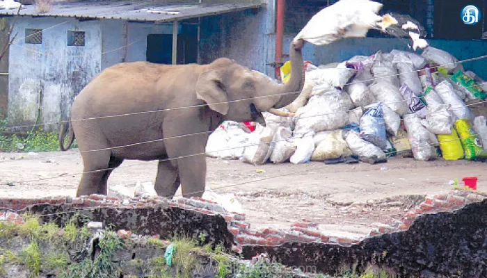 மூணாறு குப்பை சேமிப்பு கிடங்கில் ஒற்றைக் கொம்பன் யானை திடீர் விசிட்: தொழிலாளர்கள் அலறியடித்து ஓட்டம்