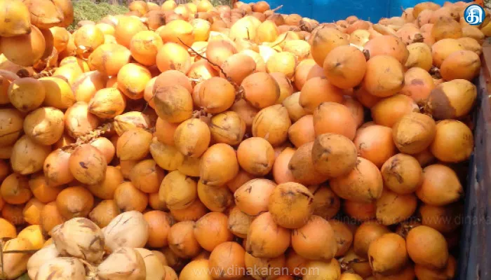 சபரிமலை சீசனையொட்டி கேரளாவுக்கு அனுப்பப்படும் பொள்ளாச்சி இளநீருக்கு மவுசு: உற்பத்தி அதிகரிப்பால் மேலும் விலை குறைந்தது