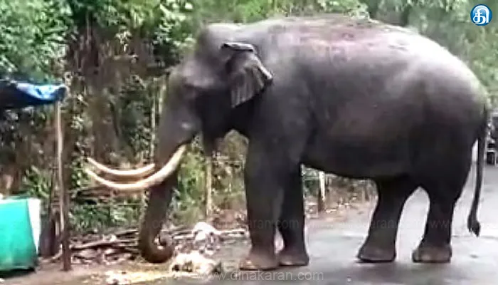 மூணாறில் பரபரப்பு : கார்களை சேதப்படுத்திய படையப்பா யானை