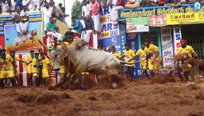 அலங்காநல்லூரில் காளைகளுடன் மல்லுக்கட்டும் வீரர்கள் : தங்க மோதிரம் வென்ற விஜயபாஸ்கரின் காளை; அடங்க மறுத்த நடிகர் சூரியின் கருப்பன்!!