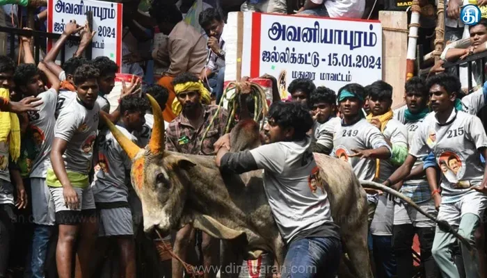 ஜல்லிக்கட்டு போட்டியை கடந்த ஆண்டு போலவே நடத்திடுக :உயர்நீதிமன்ற கிளை உத்தரவு