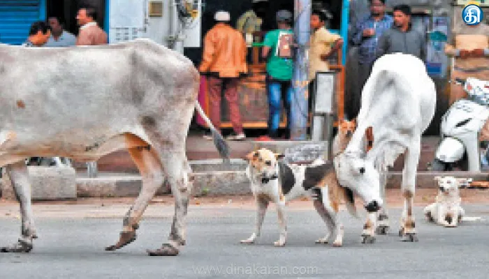 தாம்பரம் மாநகராட்சி பகுதியில் தெரு நாய்கள், மாடுகளை கட்டுப்படுத்துவது எப்படி?.. மாநகராட்சி ஆணையர் தலைமையில் ஆலோசனை