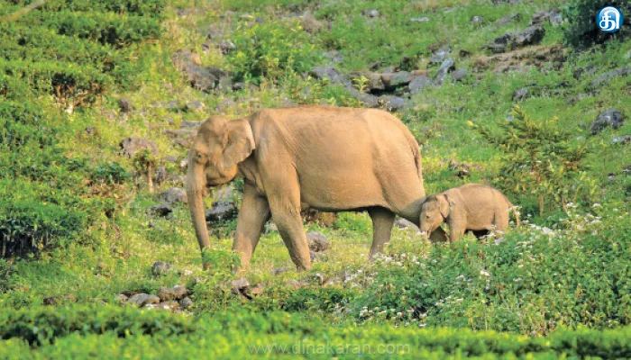 வலசை பாதைகளில் மீண்டும் வனத்திற்குள் செல்லும் யானைகள்