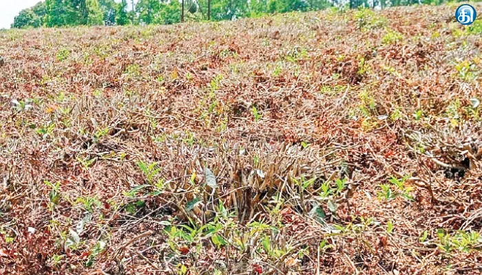 வறட்சியால் காய்ந்து போன தேயிலை தோட்டங்களில் கவாத்து பணி தீவிரம்