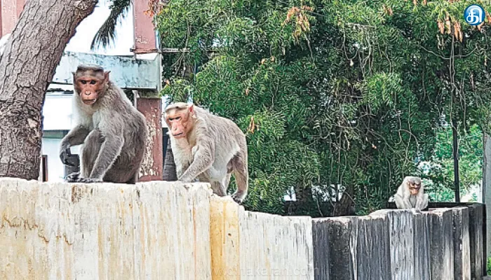 குஜிலியம்பாறையில் அட்டகாசம் செய்யும் குரங்குகள்: வனத்துறையினர் கூண்டு வைத்து பிடிக்க கோரிக்கை