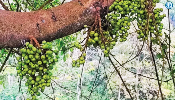 குன்னூரில் கொத்து கொத்தாக காய்த்து குலுங்கும் அத்திப்பழங்கள்