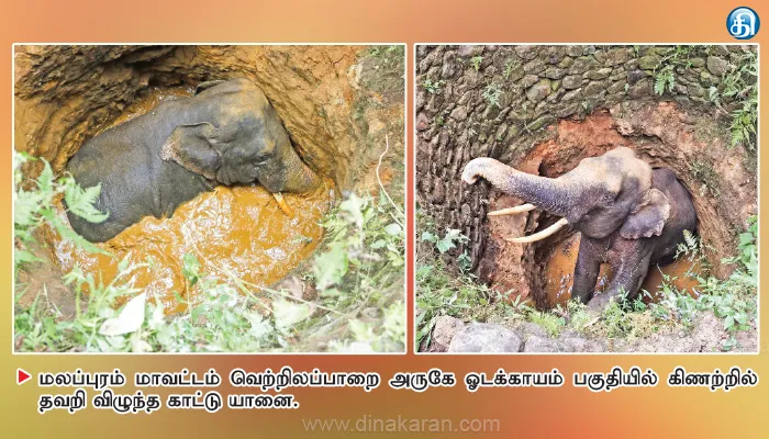 மலப்புரம் அருகே 25 அடி ஆழ கிணற்றில் தவறி விழுந்த காட்டு யானை பரிதவிப்பு