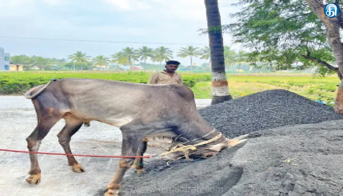 பொங்கல் விழாவையொட்டி எருதாட்டத்திற்கு காளைகளை தயார் படுத்தும் இளைஞர்கள்