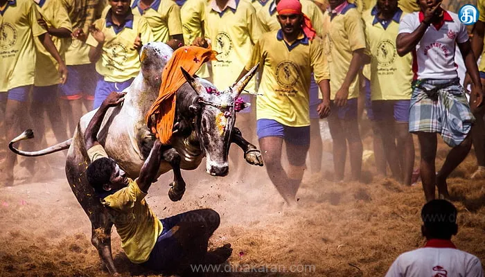 அவனியாபுரம், பாலமேடு, அலங்காநல்லூர் ஜல்லிக்கட்டில் பங்கேற்கும் மாடுபிடி வீரர்கள், காளைகளுக்கு நாளை முதல் முன்பதிவு