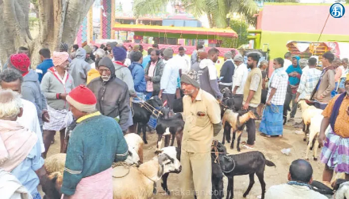 பொங்கல் நெருங்கும் நிலையில் கே.வி.குப்பம் ஆட்டு சந்தையில் விற்பனை அமோகம்: வியாபாரிகள் மகிழ்ச்சி