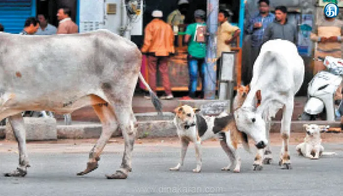 தாம்பரம் மாநகராட்சி பகுதியில் தெரு நாய்கள், மாடுகளை கட்டுப்படுத்துவது எப்படி? மாநகராட்சி ஆணையர் தலைமையில் ஆலோசனை