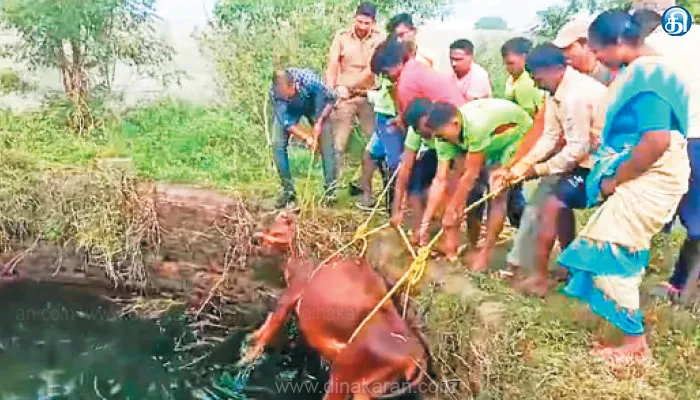 விவசாய கிணற்றில் விழுந்த பசுமாடு உயிருடன் மீட்பு