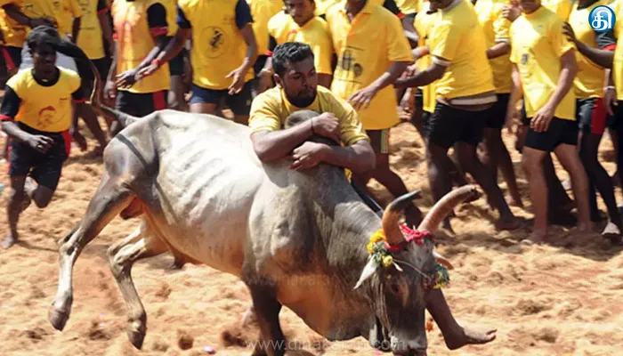 புதுக்கோட்டை மாவட்டம் தச்சங்குறிச்சியில் 2025-ம் ஆண்டின் முதல் ஜல்லிக்கட்டு போட்டி நடத்துவதற்கான அரசாணையை வெளியிட்டது தமிழ்நாடு அரசு