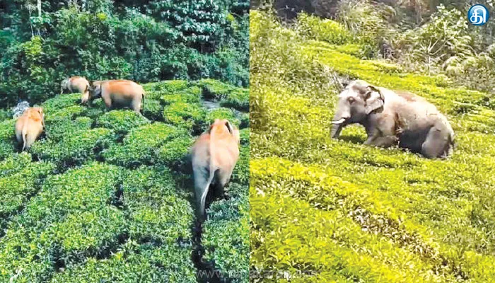 வருசநாடு, மூணாறு பகுதிகளில் காட்டு யானைகள் நடமாட்டம் அதிகரிப்பு: கவலையில் விவசாயிகள்