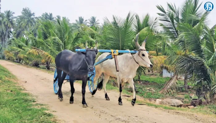 பொங்கல் பண்டிகையையொட்டி ரேக்ளா பந்தயத்துக்கு காங்கயம் காளைகள் தயார்: ஏற்பாடுகள் தீவிரம்