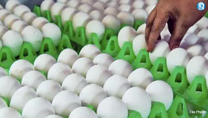 முட்டை விலை 505 காசுகளாக நிர்ணயம்
