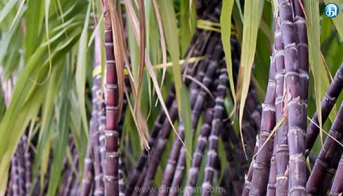 ஒரு கரும்பு ரூ.50,000