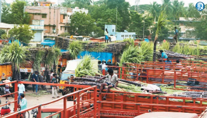 பொங்கல் பண்டிகையை முன்னிட்டு கோயம்பேடு மார்க்கெட்டில் சிறப்பு சந்தை தொடங்கியது: லாரிகளில் வந்த கரும்பு, மஞ்சள் கொத்து, வாழை இலைகள்