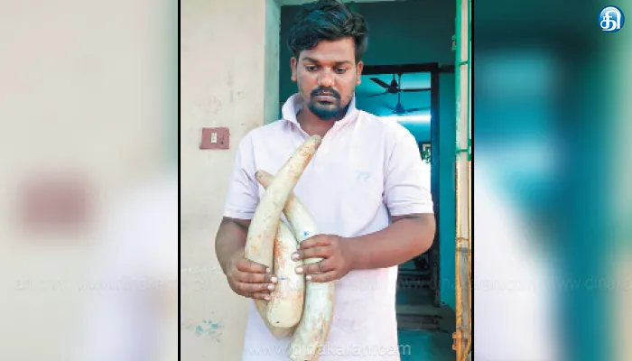காரில் கடத்திய ரூ.1 கோடி மதிப்புள்ள 3 யானை தந்தங்கள் பறிமுதல்