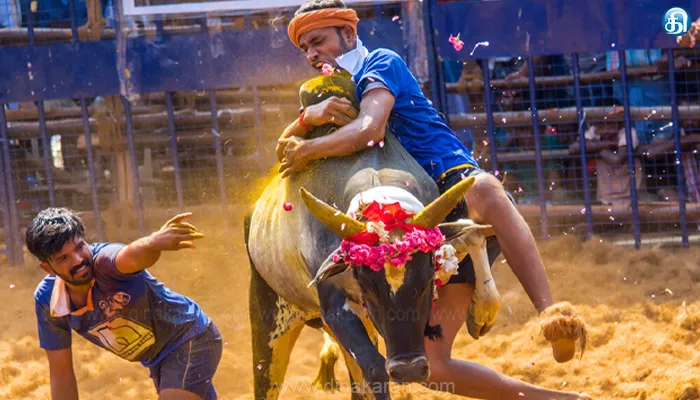 மதுரை ஜல்லிக்கட்டு போட்டிகளுக்கான மாடுபிடி வீரர் மற்றும் காளைகளுக்கான முன்பதிவு நிறைவு