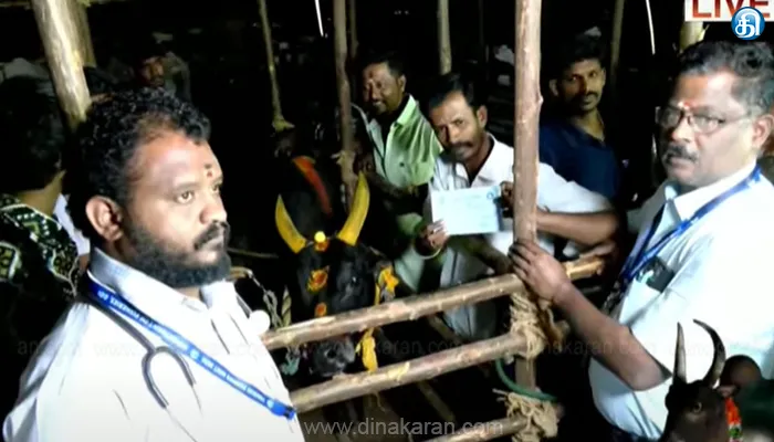 பாலமேடு ஜல்லிக்கட்டு போட்டி : காளைகளுக்கு மருத்துவ பரிசோதனை தொடக்கம்