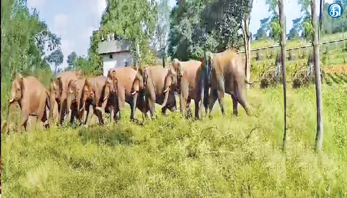 Elephants, Karnataka