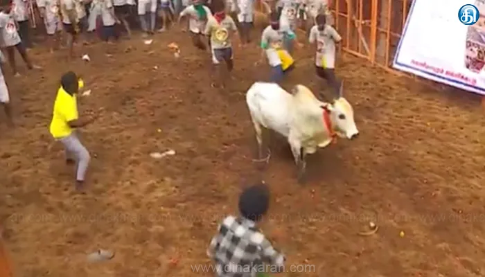 Jallikattu